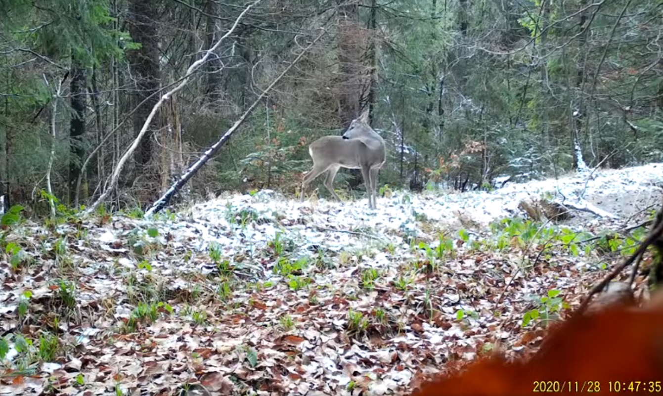 Căprioare filmate în timp ce caută hrană într-o pădure din Parcul Natural Apuseni