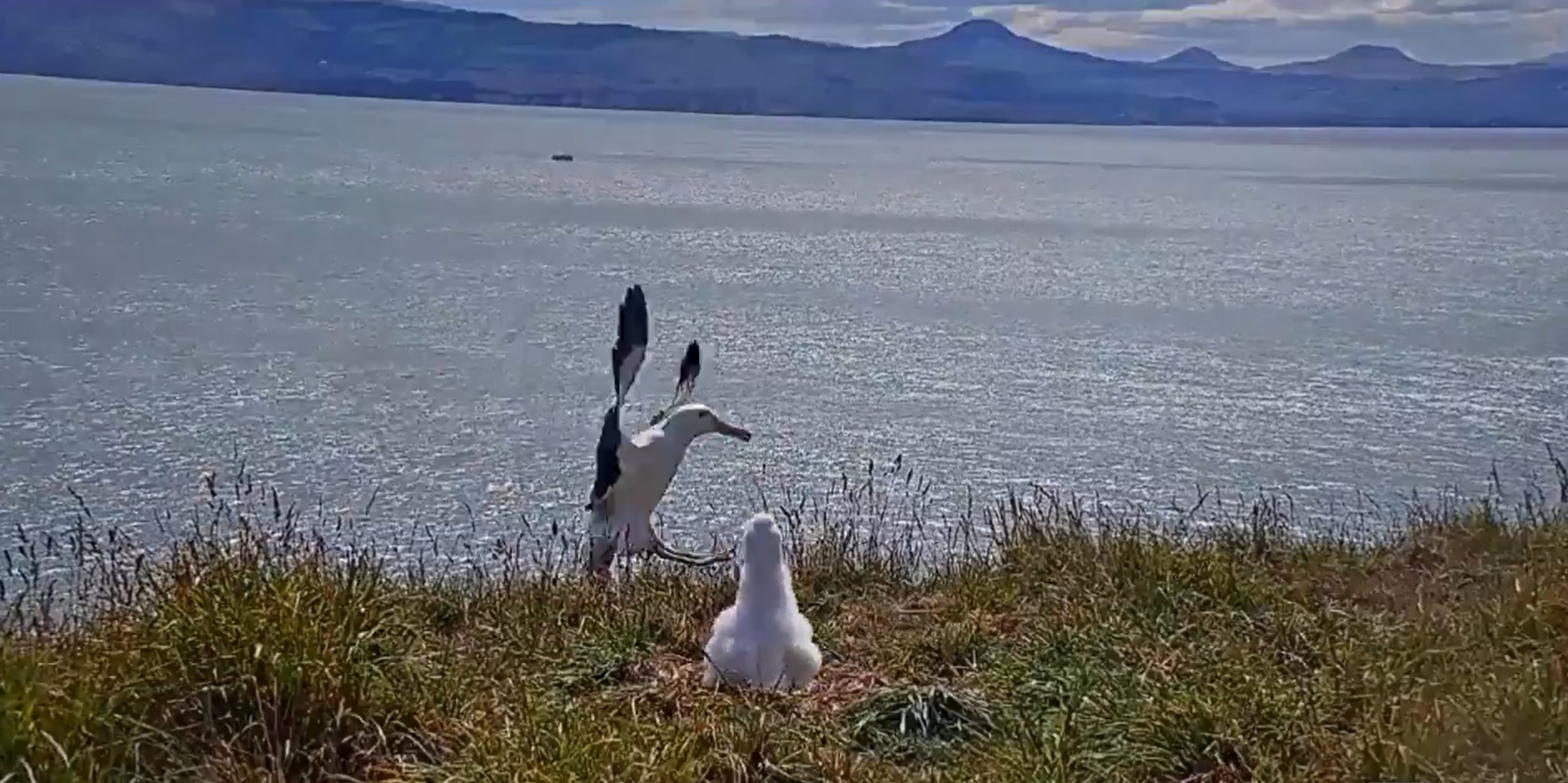 Imagini virale cu aterizarea comică a unui albatros regal
