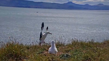 albatros care aterizează comic