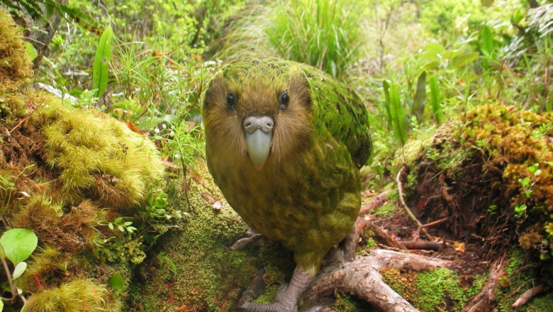 papagal kakapo