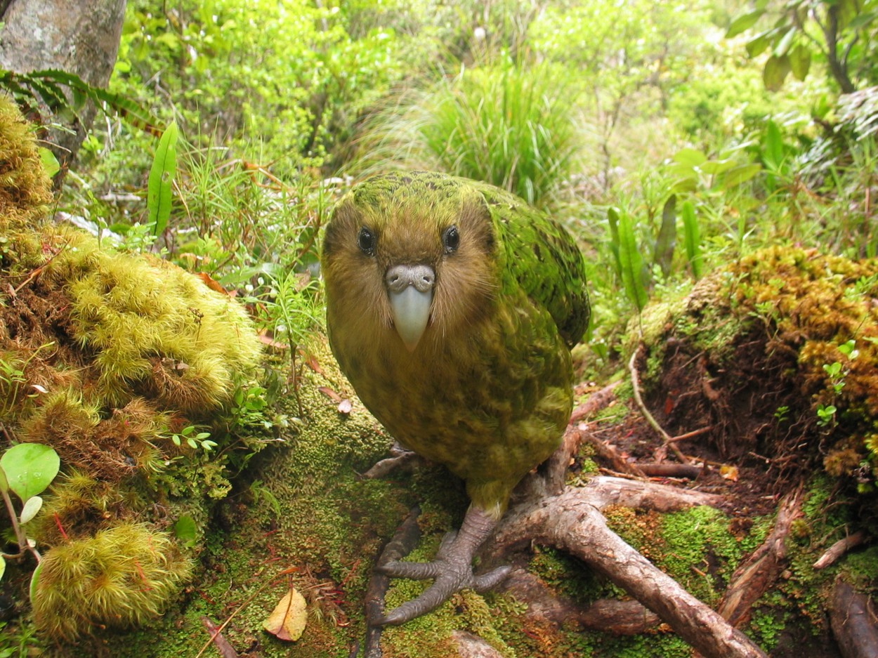 Cameraman de la BBC, într-o situație inedită. În timp ce filma un papagal kakapo, acesta l-a luat drept femelă - VIDEO