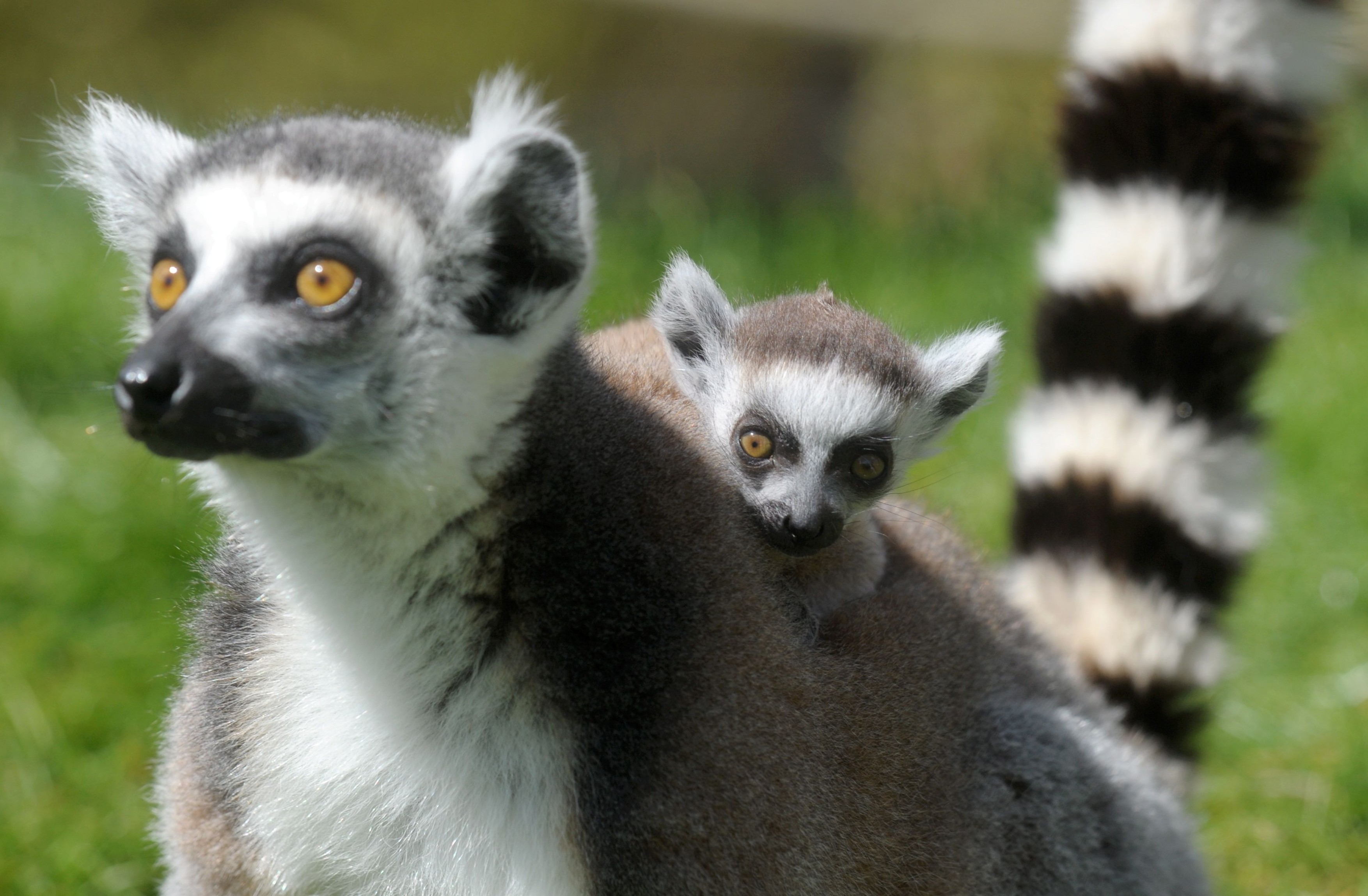 Eveniment rar la grădina zoologică din Sibiu: O femelă lemurian a născut gemeni