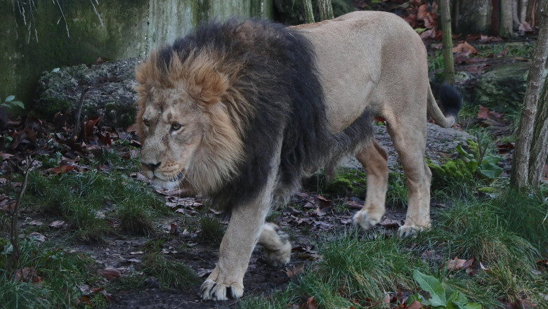 Un leu la o grădina zoologică