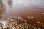 Apa din lacul IOR din Capitală s-a înroșit