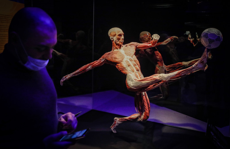 The exhibition Body Worlds in Moscow