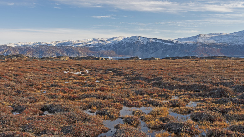 tundra arctica