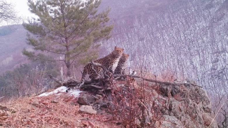 leopard amur cu pui