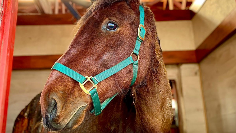 Bruno, calul incendiat de un bărbat din Ilfov, a fost eutanasiat