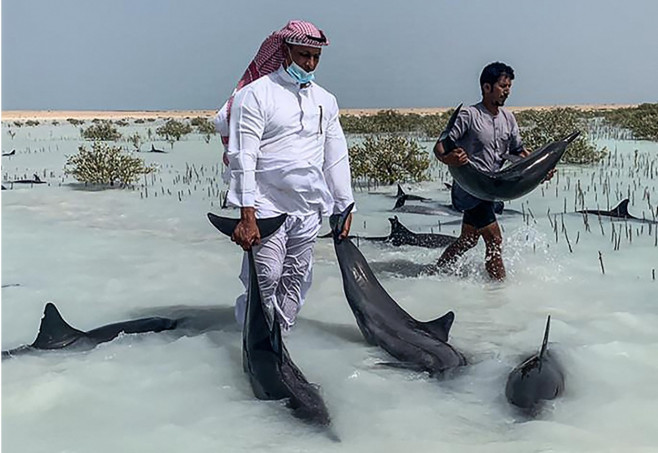 Zeci de delfini salvaţi în largul Arabiei Saudite