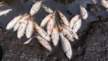Pești morți la marginea unui lac.