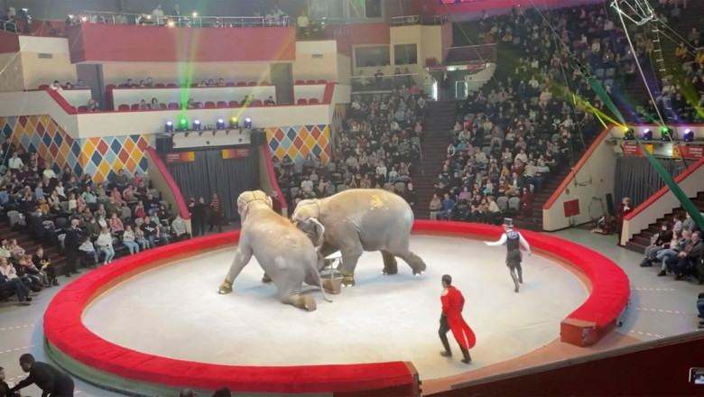 Doi elefanţi au devenit agresivi în timpul unui spectacol de circ î