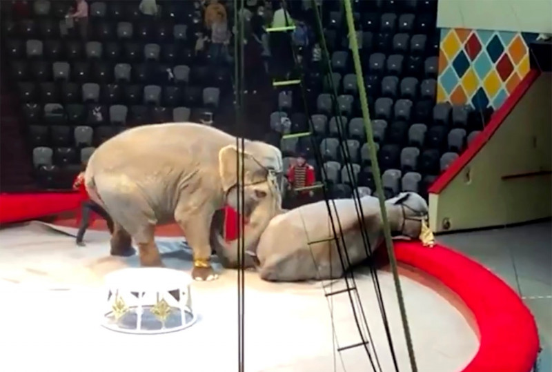 Doi elefanţi au devenit agresivi în timpul unui spectacol de circ în Rusia. Foto: Profimedia Images