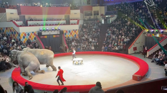 Doi elefanţi au devenit agresivi în timpul unui spectacol de circ