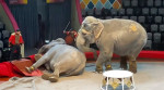 Doi elefanţi au devenit agresivi în timpul unui spectacol de circ în Rusia. Foto: Profimedia Images
