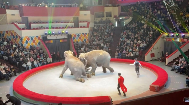 Doi elefanţi au devenit agresivi în timpul unui spectacol de circ în Rusia. Foto: Profimedia Images