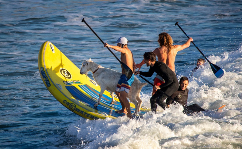 Surfing cu capre, pe o plajă din California