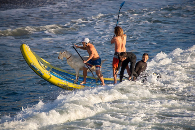 Surfing cu capre, pe o plajă din California