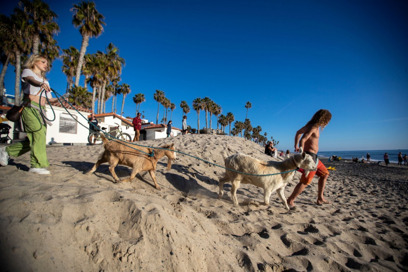 Surfing cu capre, pe o plajă din California