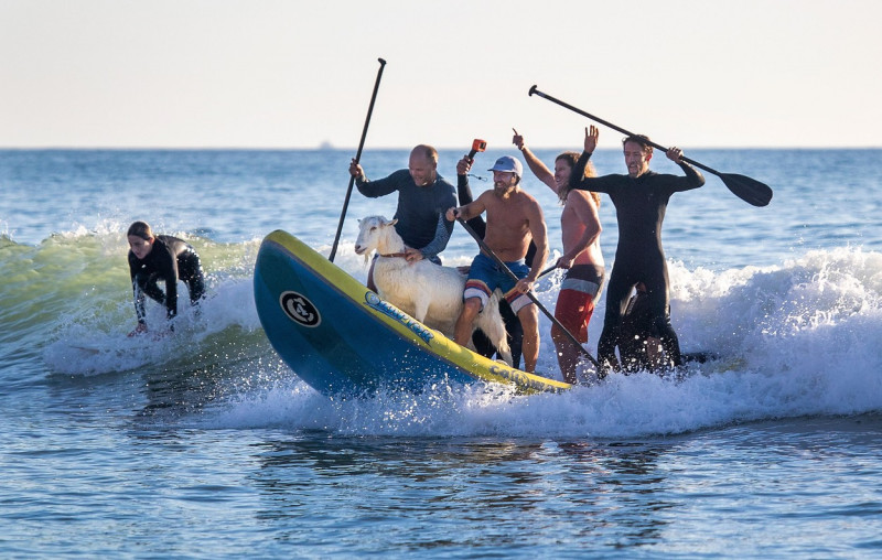 Surfing goat, Pier, San Clemente, California, United States - 05 Feb 2021