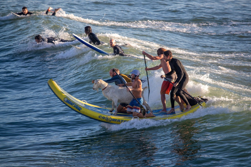 Surfing cu capre, pe o plajă din California