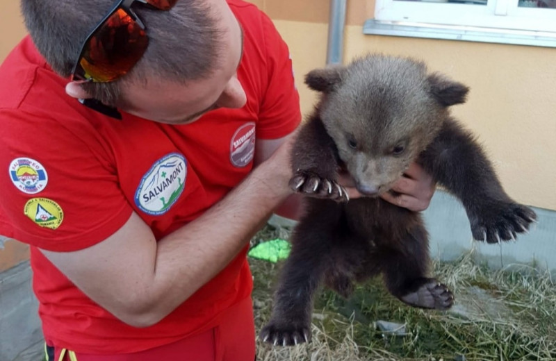 Pui de urs orfan salvat în Harghita