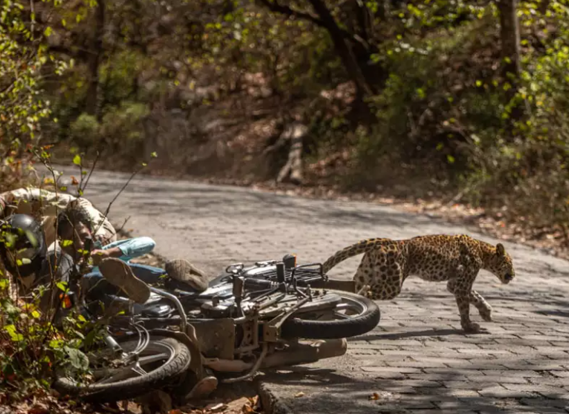 Ce se intampla dupa ce doi motociclisti lovesc un leopard intr-un parc natural din India. Momentul impactului a fost surprins pe camera