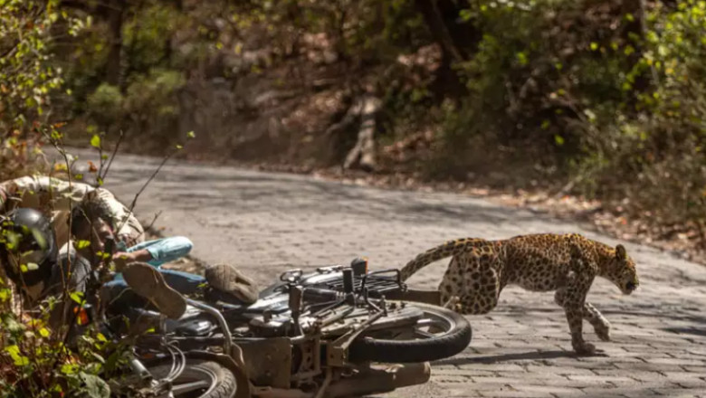 doi motocicliști lovesc un leopard într-un parc natural din India