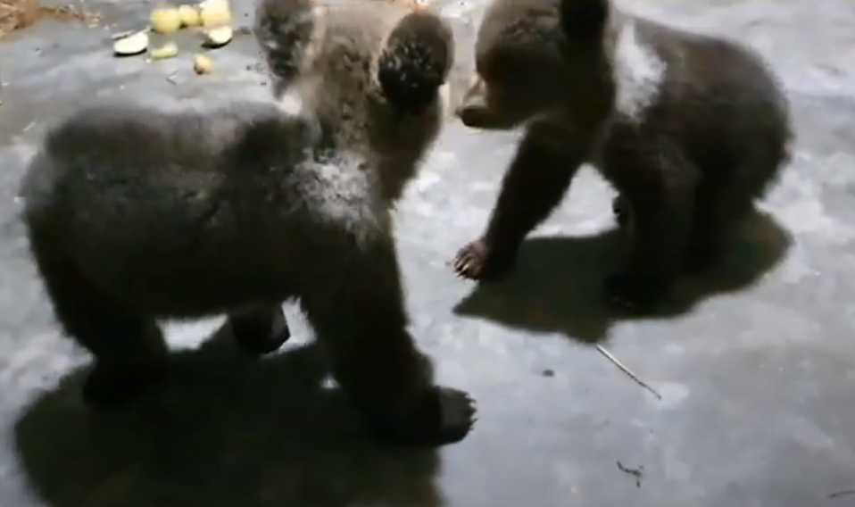 VIDEO, FOTO. Doi ursuleti, ramasi fara mama, s-au aciuat intr-o curte din Sibiu. Ei au fost dusi intr-un adapost