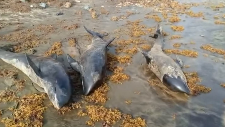 Zeci de delfini, găsiţi morţi pe plaje din Ghana