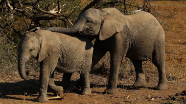 Doi elefanți într-un safari african