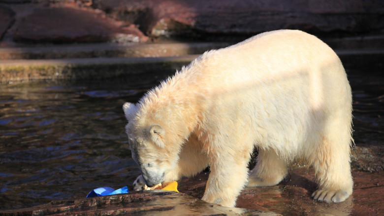 Urșii polari își procură tot mai greu hrana.