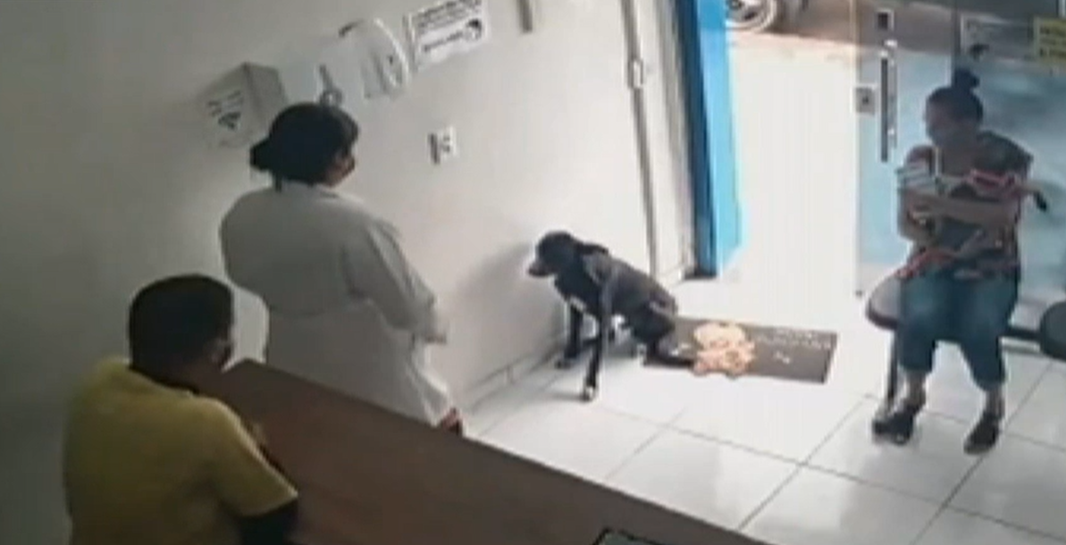 Imagini emotionante cu un caine comunitar ranit care s-a dus singur la un cabinet veterinar