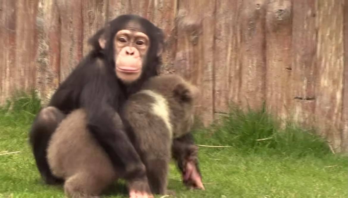 Imagini adorabile la o gradina zoo din Turcia. Un pui de urs si un cimpanzeu au devenit cei mai buni prieteni