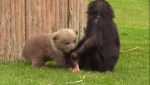 Prietenia adorabilă dintre un pui de urs și un cimpanzeu. Foto: Facebook/Gaziantep Zoo