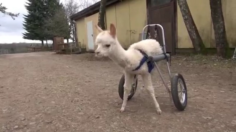 VIDEO. Un pui de alpaca nascut cu handicap si ramas orfan a invatat sa mearga pe un ham cu roţi