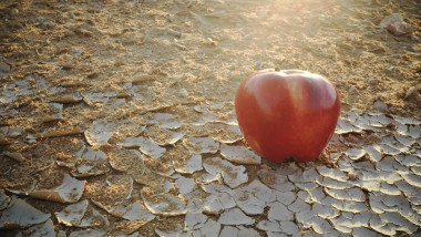 An apple on a dry desert land. Food insecurity, water shortage crisis and desertification concept.