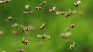 albine in zbor pe un camp cu iarba verde