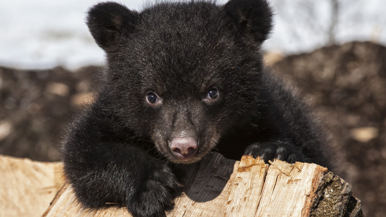 un pui de urs negru din sua se uita la fotograf.