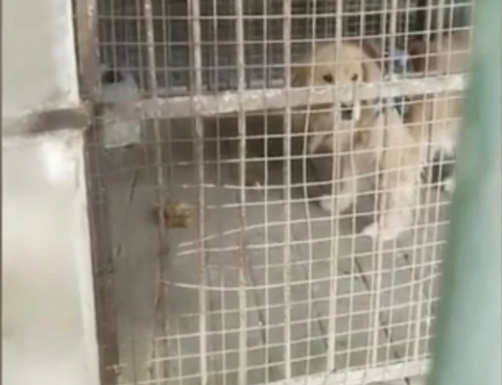 O gradina zoologica din China a inlocuit leul cu un golden retriever si a sperat ca vizitatorii nu-si dau seama