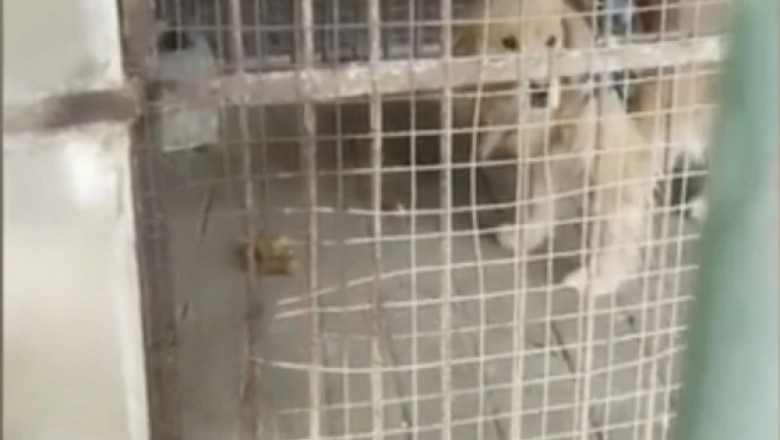 O grădină zoologică din China a înlocuit leul cu un golden retriever