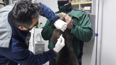 Doi medici veterniar fac o injecție unui pui de urs.