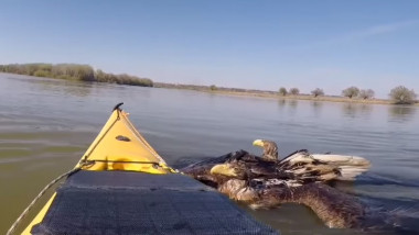 Codalbi salvaţi de caiacişti pe Dunăre
