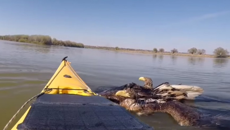 Codalbi salvaţi de caiacişti pe Dunăre