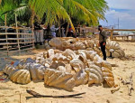 Philippine Coast Guard personnel confiscate endagered giant clam shells