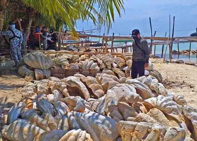 Philippine Coast Guard personnel confiscate endagered giant clam shells