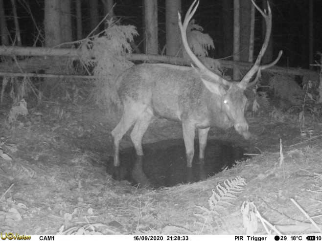 animale salbatice in parcul national ceahlau2