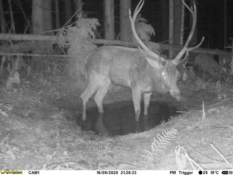 animale salbatice in parcul national ceahlau2