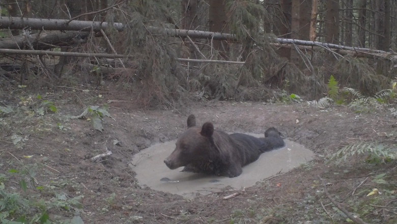 Un urs a fost surprins în timp ce se bălăcește într-o baltă, în Parcul Național Ceahlău.