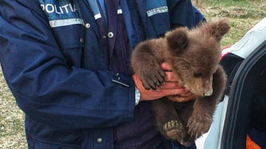 Ursuleț în brațele unui polițist.