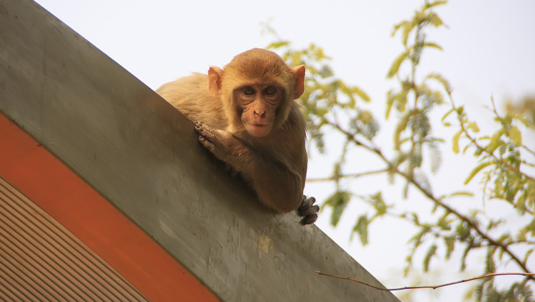 o maimuta pe acoperisul unei statii de autobuz din new delhi, india.